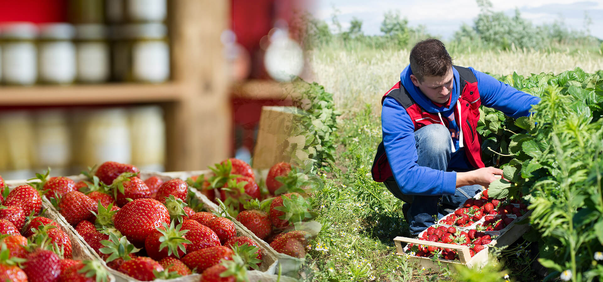 Frische Beeren der Saison